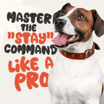 7 Essential Dog Training Commands (Sit to Off)