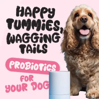 Greek Yogurt vs Dog Probiotics: What’s Best?